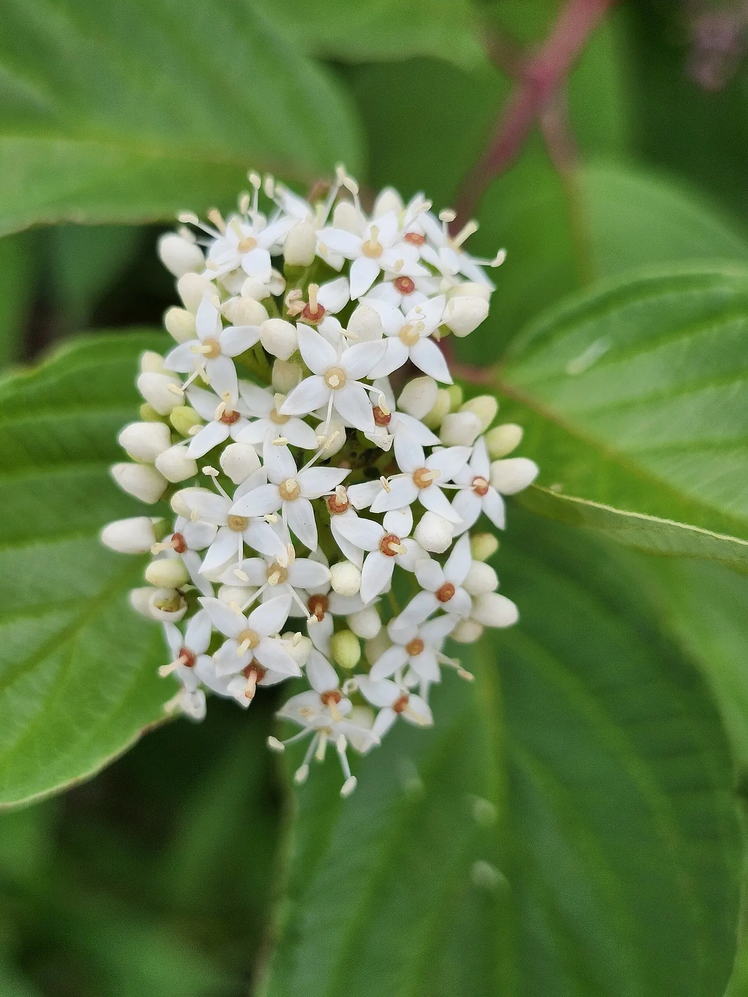 Midwinter Fire Dogwood (Cornus sericea 'Midwinter Fire') — shrub / tree for full or half
