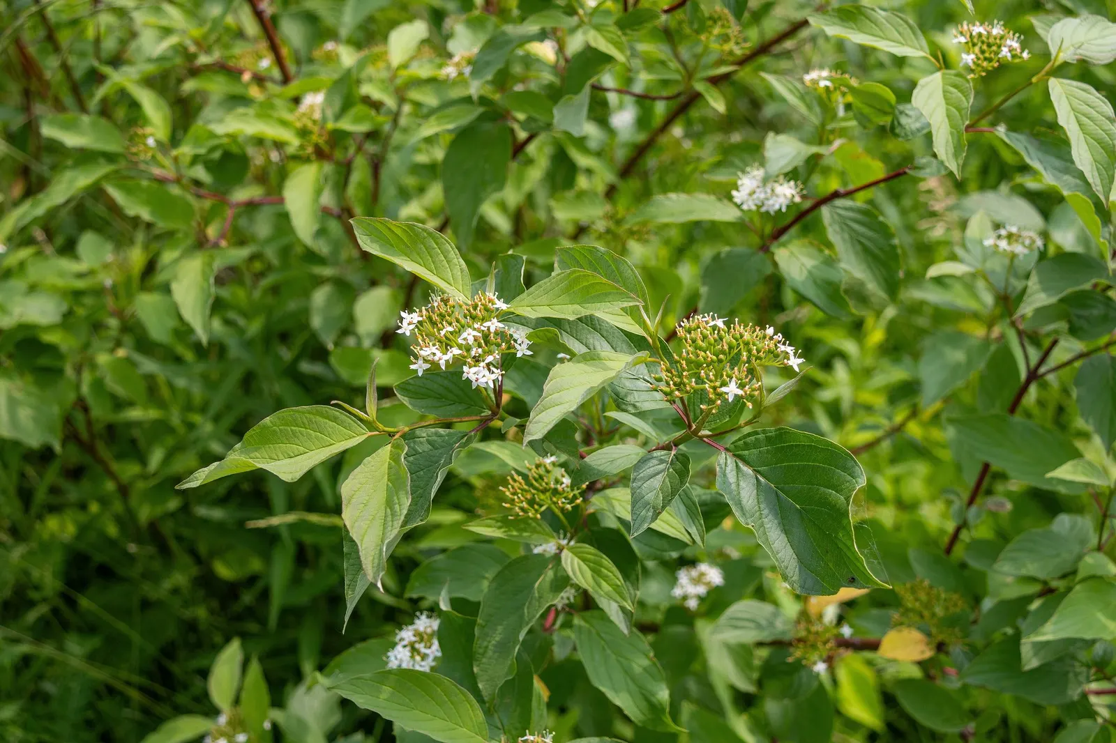 Midwinter Fire Dogwood (Cornus sericea 'Midwinter Fire') — enhancing its seasonal interest.<br><br>Well-suited for USDA Hardiness Zones 3 to 7