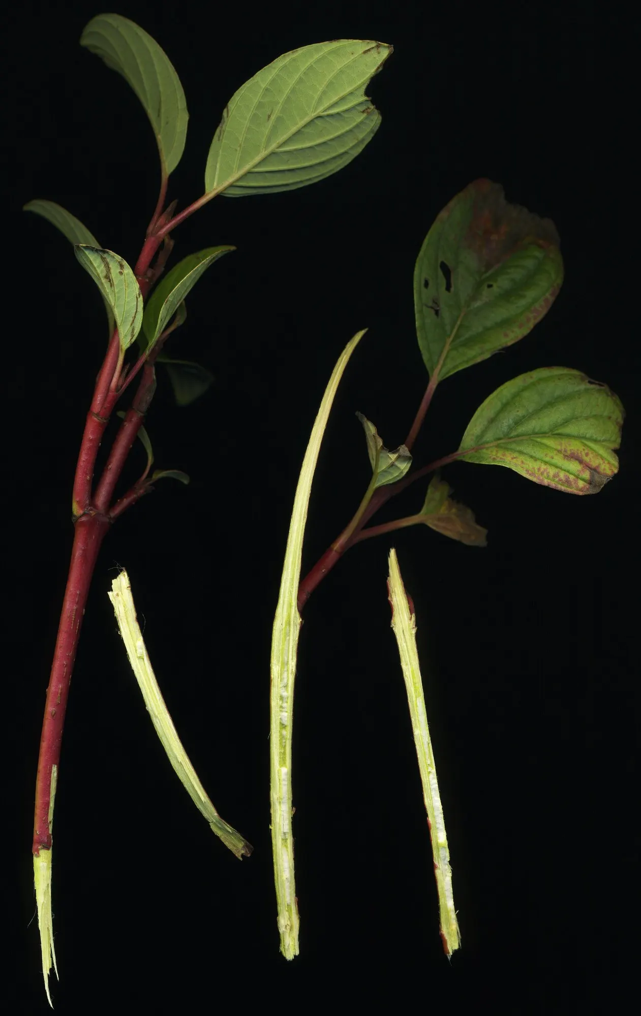 Midwinter Fire Dogwood (Cornus sericea 'Midwinter Fire') — For optimal stem color, annual pruning of about one-third of the oldest stems in early spring is