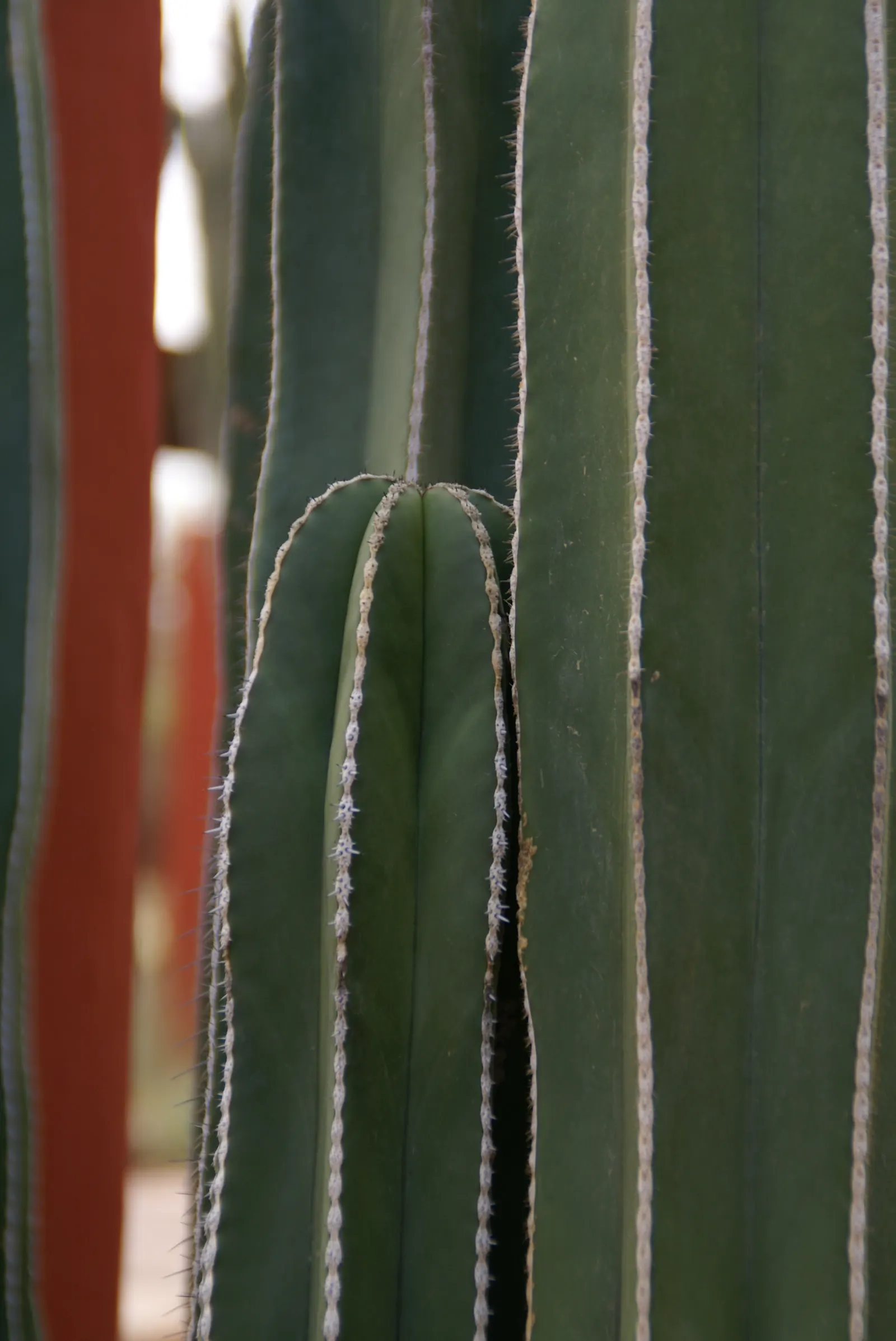 Mexican Fence Post Cactus (Stenocereus marginatus) — is a columnar plant ideal for creating vertical accents in xeriscapes