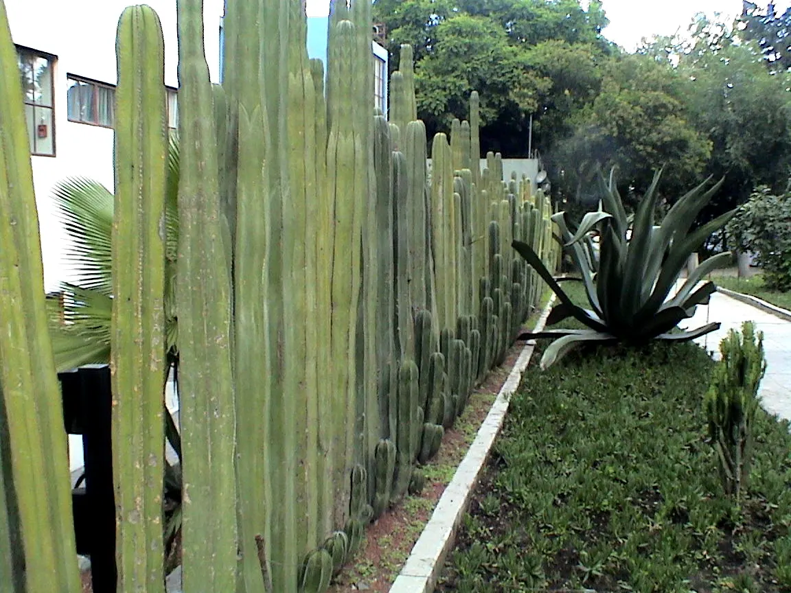 Mexican Fence Post Cactus (Stenocereus marginatus) — It typically grows to about 12-16 feet tall