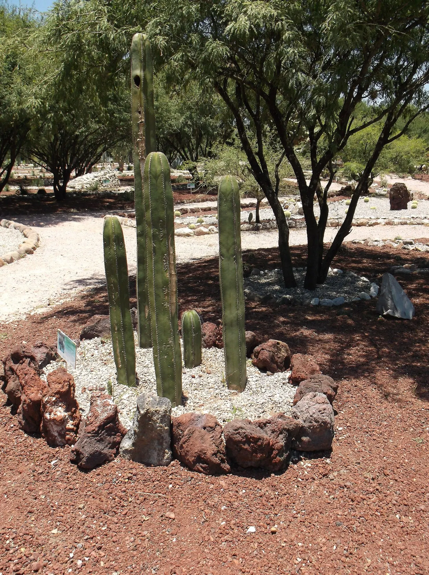 Mexican Fence Post Cactus (Stenocereus marginatus) — is an elegant columnar cactus native to central and northern Mexico