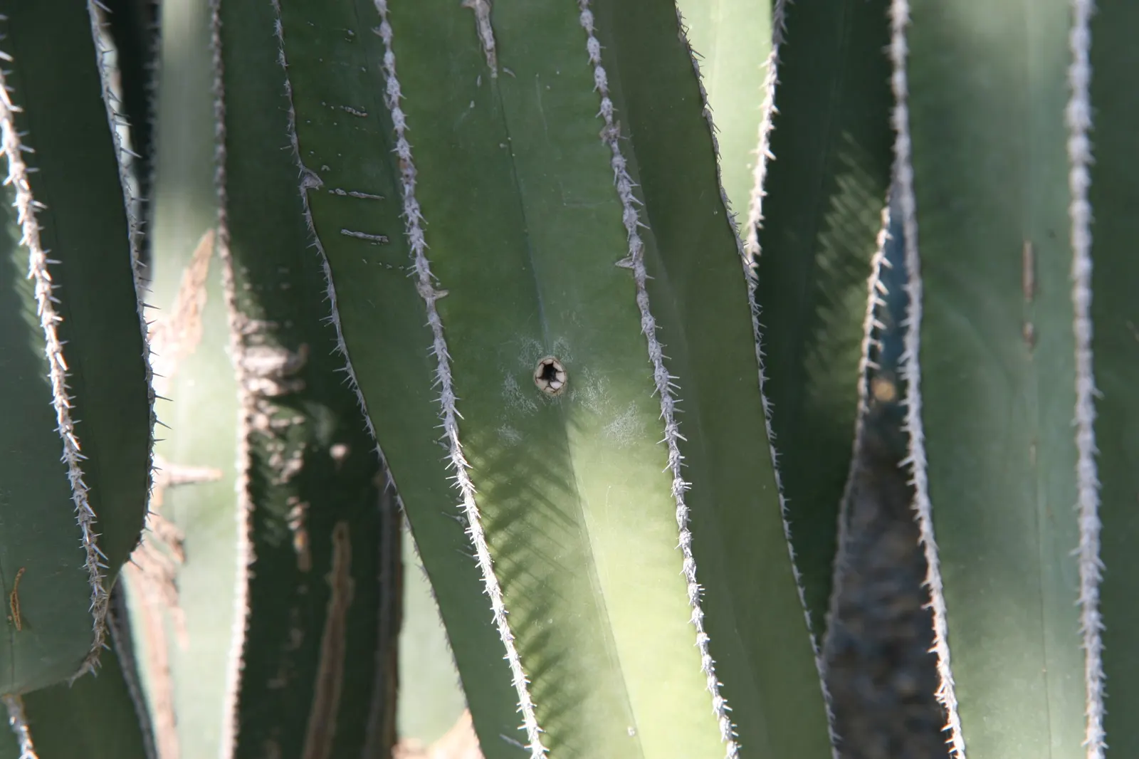 Mexican Fence Post Cactus (Stenocereus marginatus) — deep green stems feature thin