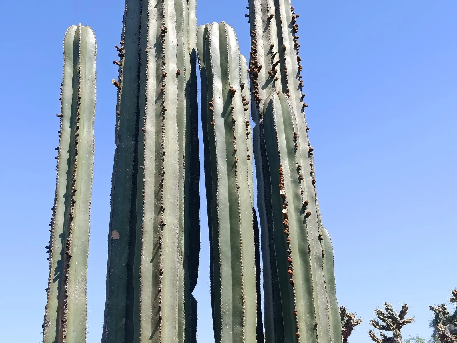 Mexican Fence Post Cactus (Stenocereus marginatus) — which develop after blossoming