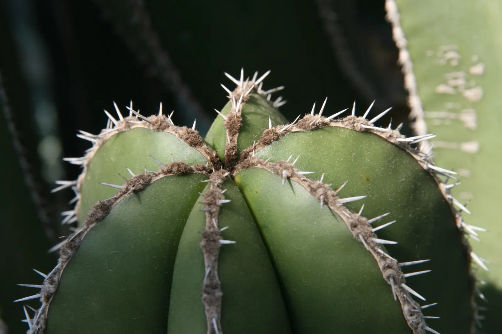 Mexican Fence Post Cactus (Stenocereus marginatus) — it adds an impressive vertical element to any garden design.<br><br>Its smooth
