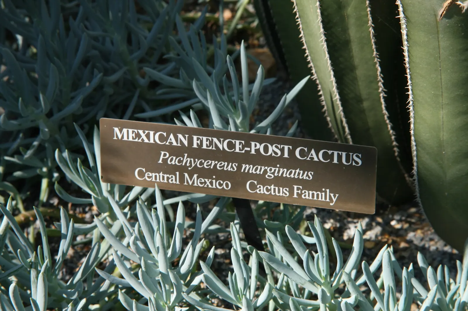 Mexican Fence Post Cactus (Stenocereus marginatus) — For an impressive display