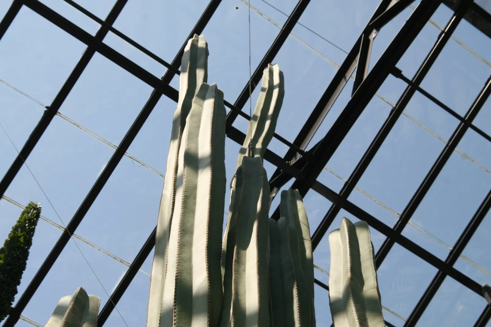 Mexican Fence Post Cactus (Stenocereus marginatus) — and approximately 4 to 6 inches in diameter