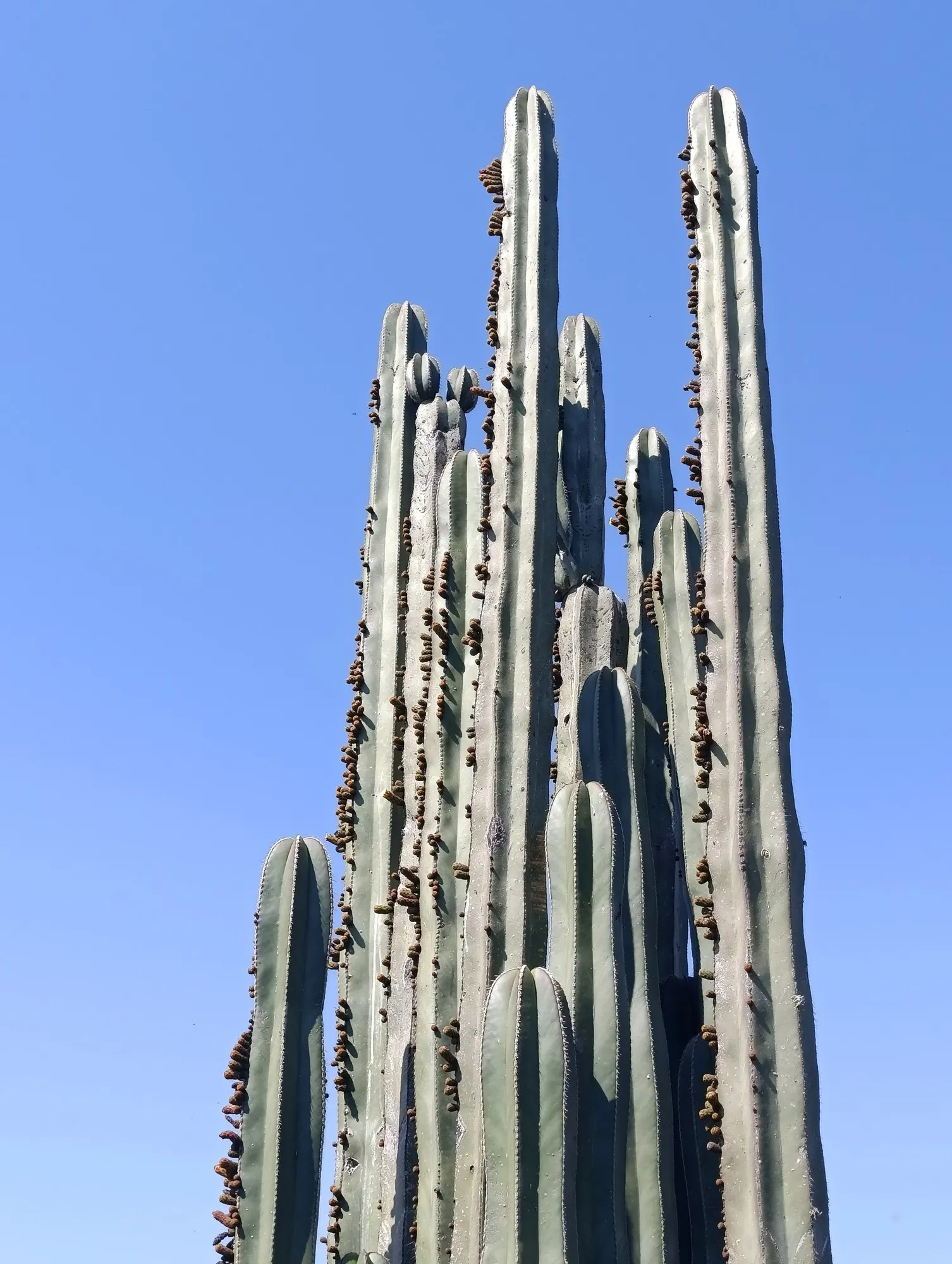 Mexican Fence Post Cactus (Stenocereus marginatus) — It has low water requirements, making it an excellent choice for xeriscaping and drought-tolerant gardens