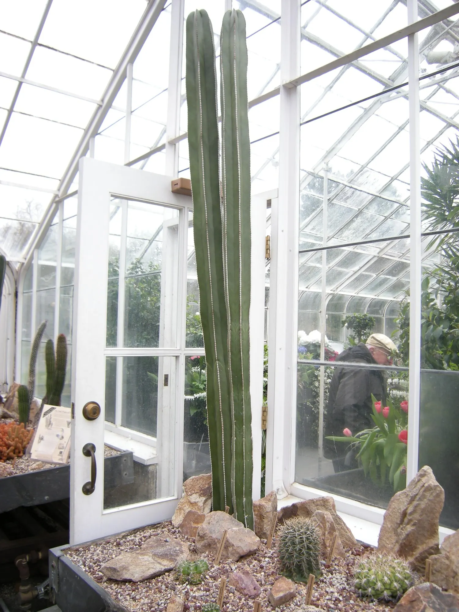Mexican Fence Post Cactus (Stenocereus marginatus) — Typically reaching heights of 12 to 20 feet