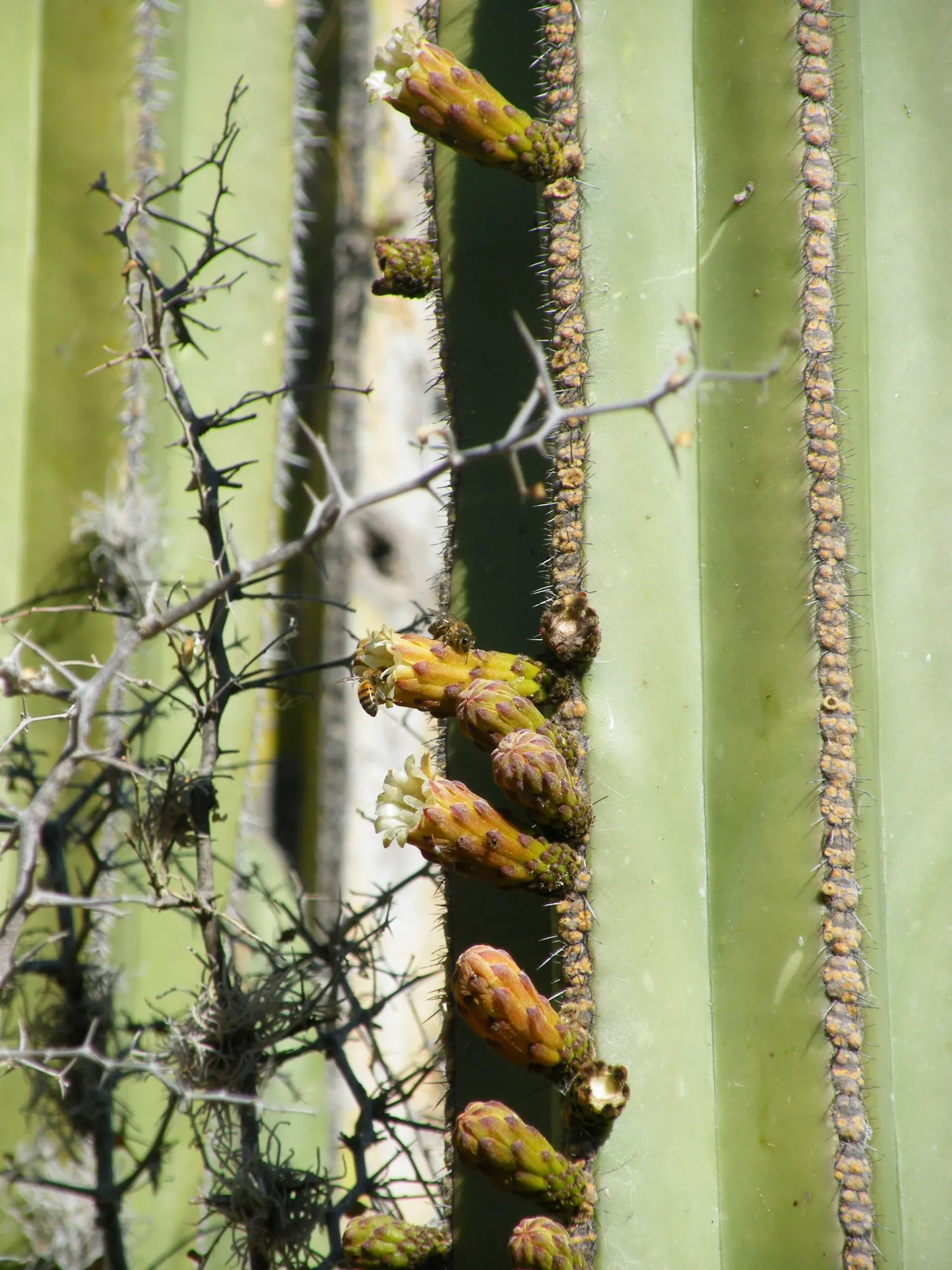 Mexican Fence Post Cactus (Stenocereus marginatus) — this cactus becomes a living sculpture within the landscape