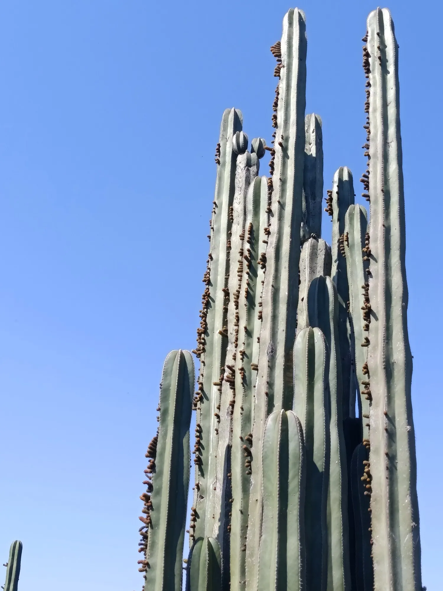 Mexican Fence Post Cactus (Stenocereus marginatus) — attracting pollinators like bats
