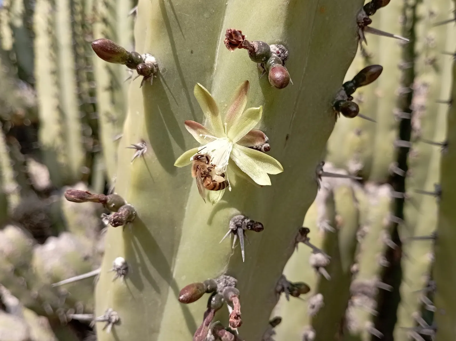 Mexican Fence Post Cactus (Stenocereus marginatus) — these cacti are often spaced about 2 to 3 feet apart