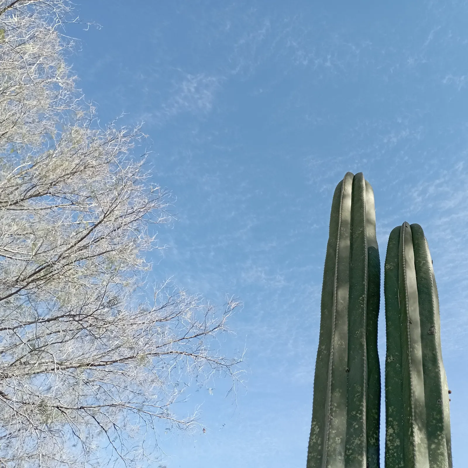 Mexican Fence Post Cactus (Stenocereus marginatus) — it tolerates temperatures down to about 25&deg;F