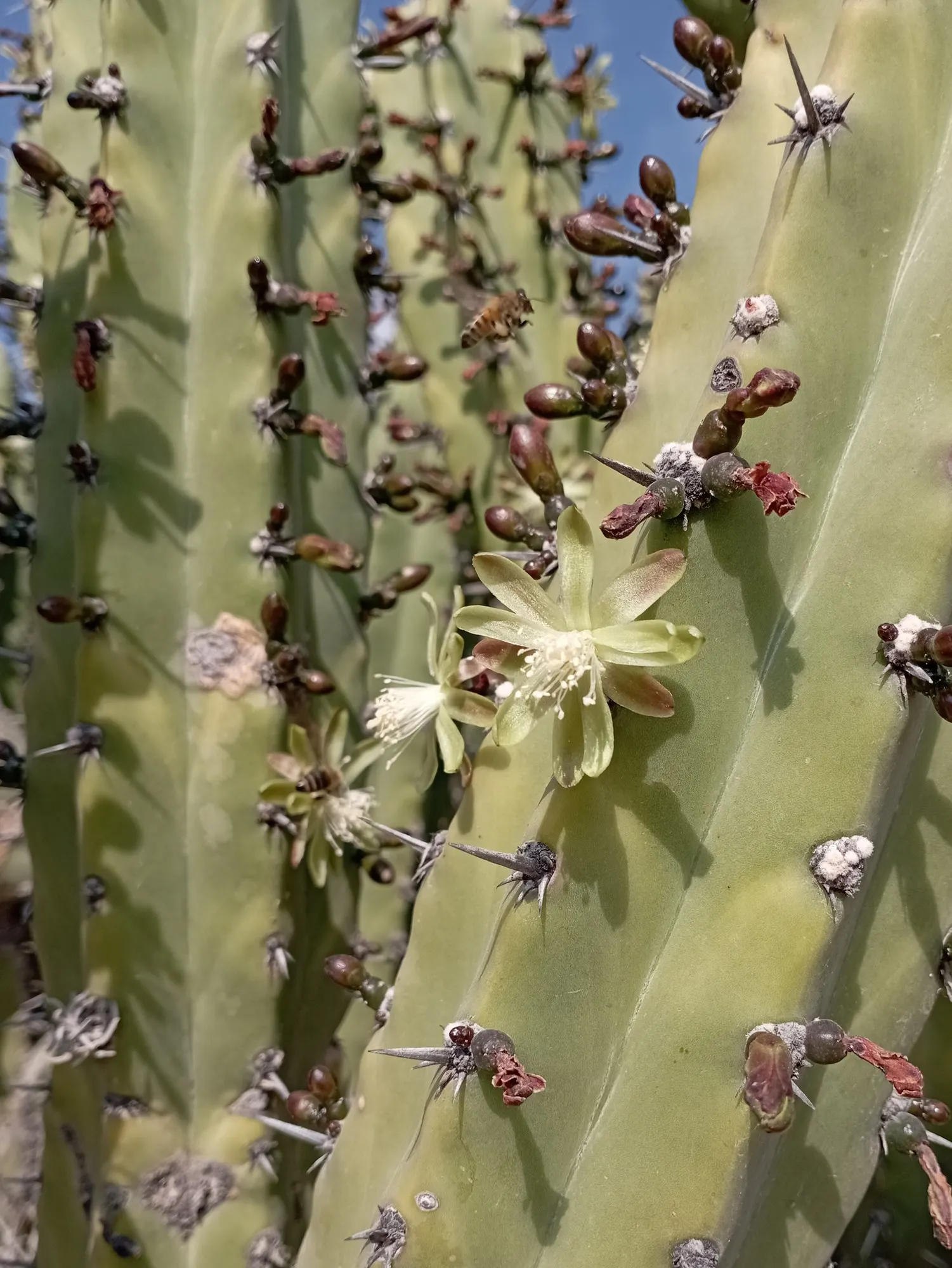 Mexican Fence Post Cactus (Stenocereus marginatus) — consider its mature size for appropriate spacing and the full expression of its stunning architectural form