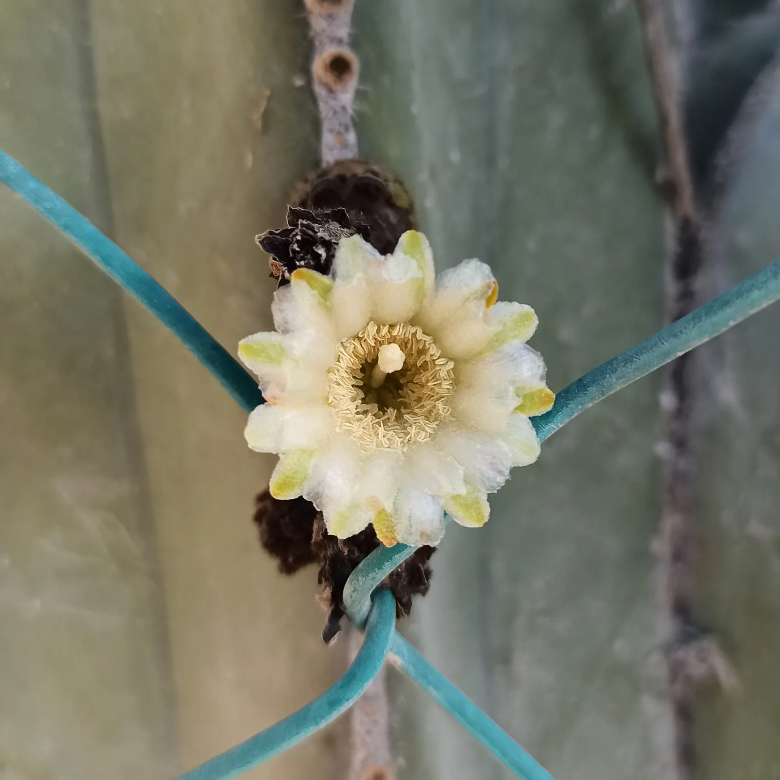 Mexican Fence Post Cactus (Stenocereus marginatus) — each featuring 5-7 distinct ribs lined with small spines