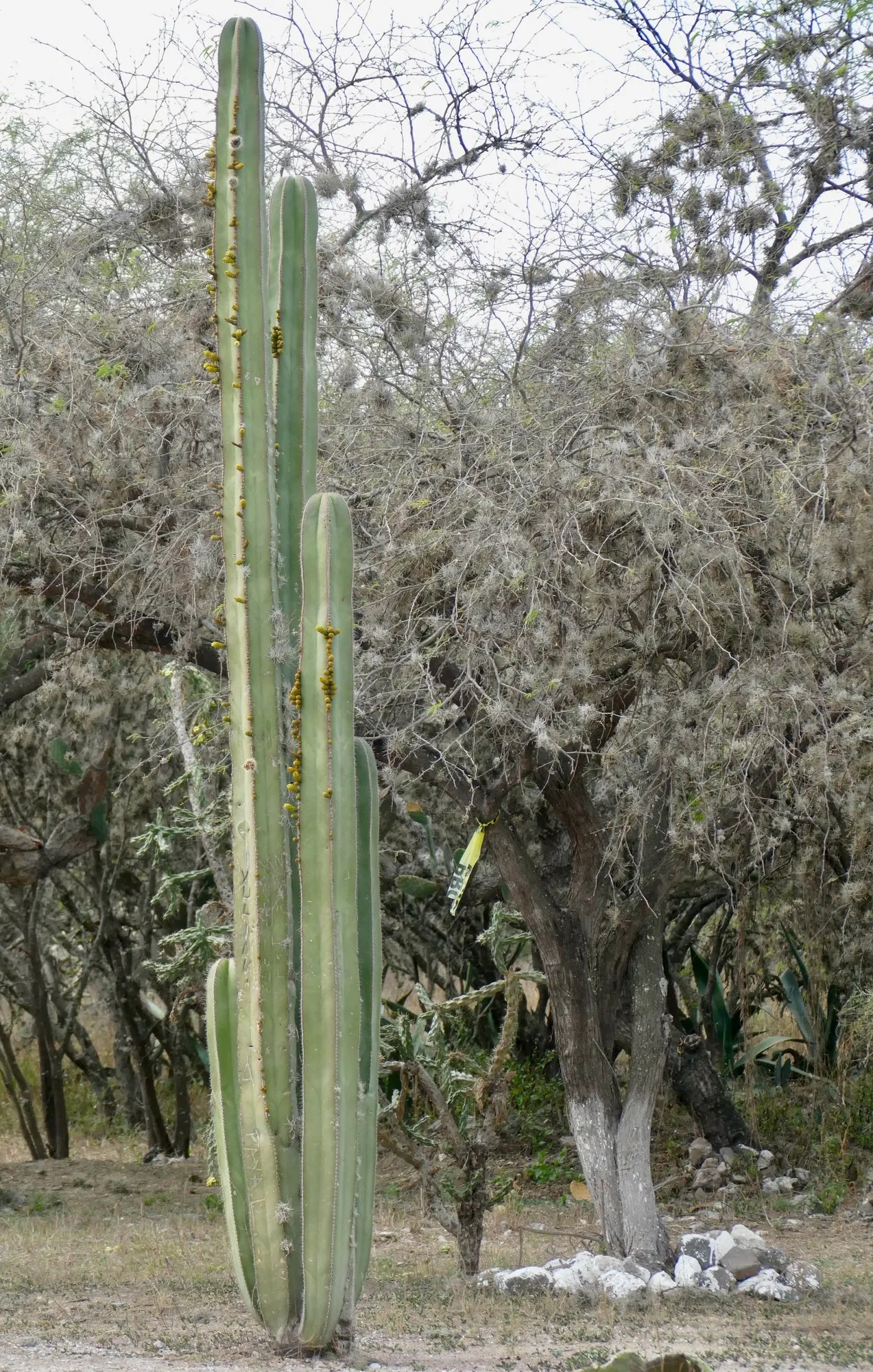 Mexican Fence Post Cactus (Stenocereus marginatus) — With its striking vertical growth habit and neatly aligned rows of spines