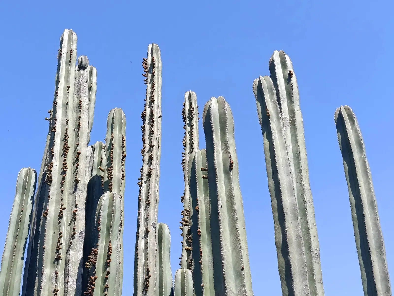 Mexican Fence Post Cactus (Stenocereus marginatus) — are small and inconspicuous.<br><br>When incorporating the Mexican Fence Post Cactus into designs