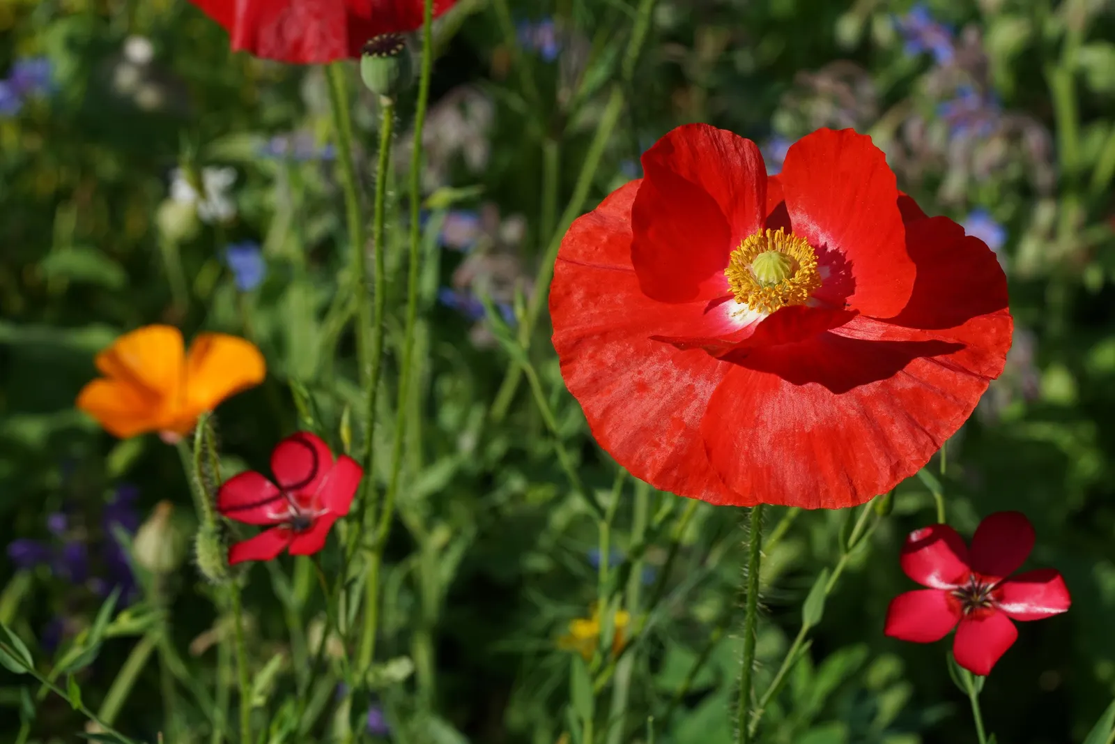 Red Flowering Flax (Linum Grandiflorum 'Rubrum') — making it an ideal choice for borders; enhancing the eco-friendliness of the space, image 58