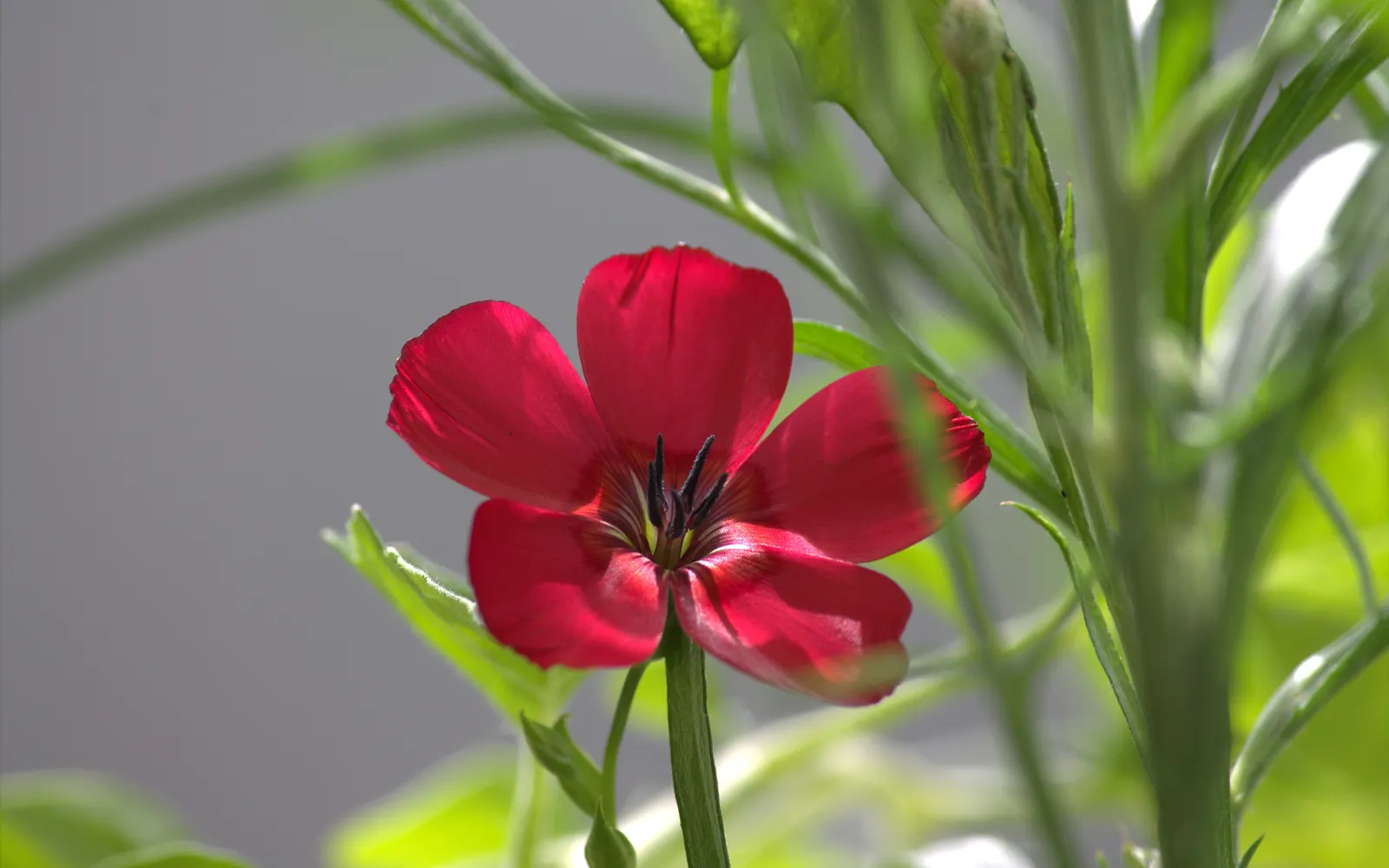 Red Flowering Flax (Linum Grandiflorum 'Rubrum') — slender stems and narrow leaves; or as an eye-catching element within a mixed bed, image 50
