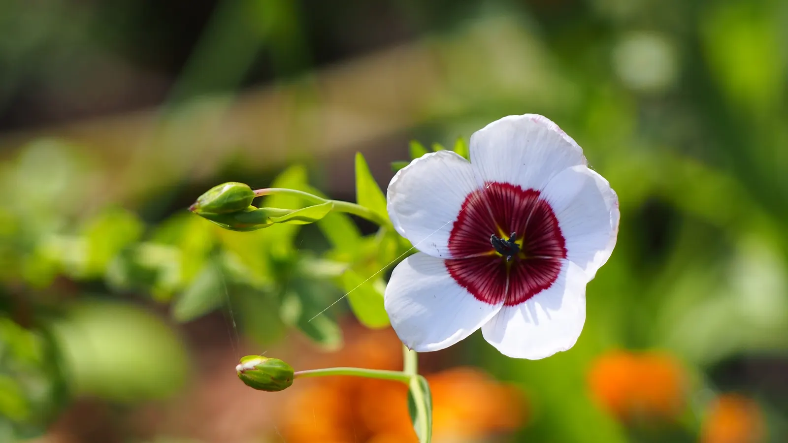 Red Flowering Flax (Linum Grandiflorum 'Rubrum') — is a captivating annual that brings a burst of vibrant hues to any landscape design