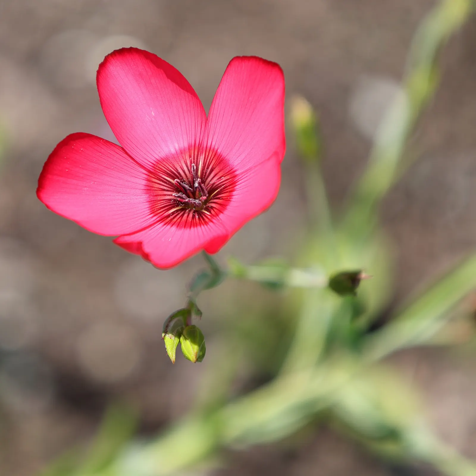 Red Flowering Flax (Linum Grandiflorum 'Rubrum') — marrying aesthetic appeal with ecological benefits; annual for full or half