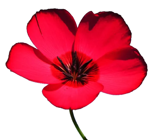 Red Flowering Flax (Linum Grandiflorum 'Rubrum') — The Red Flowering Flax (Linum grandiflorum 'Rubrum') is a striking annual, boasting vibrant, image 49