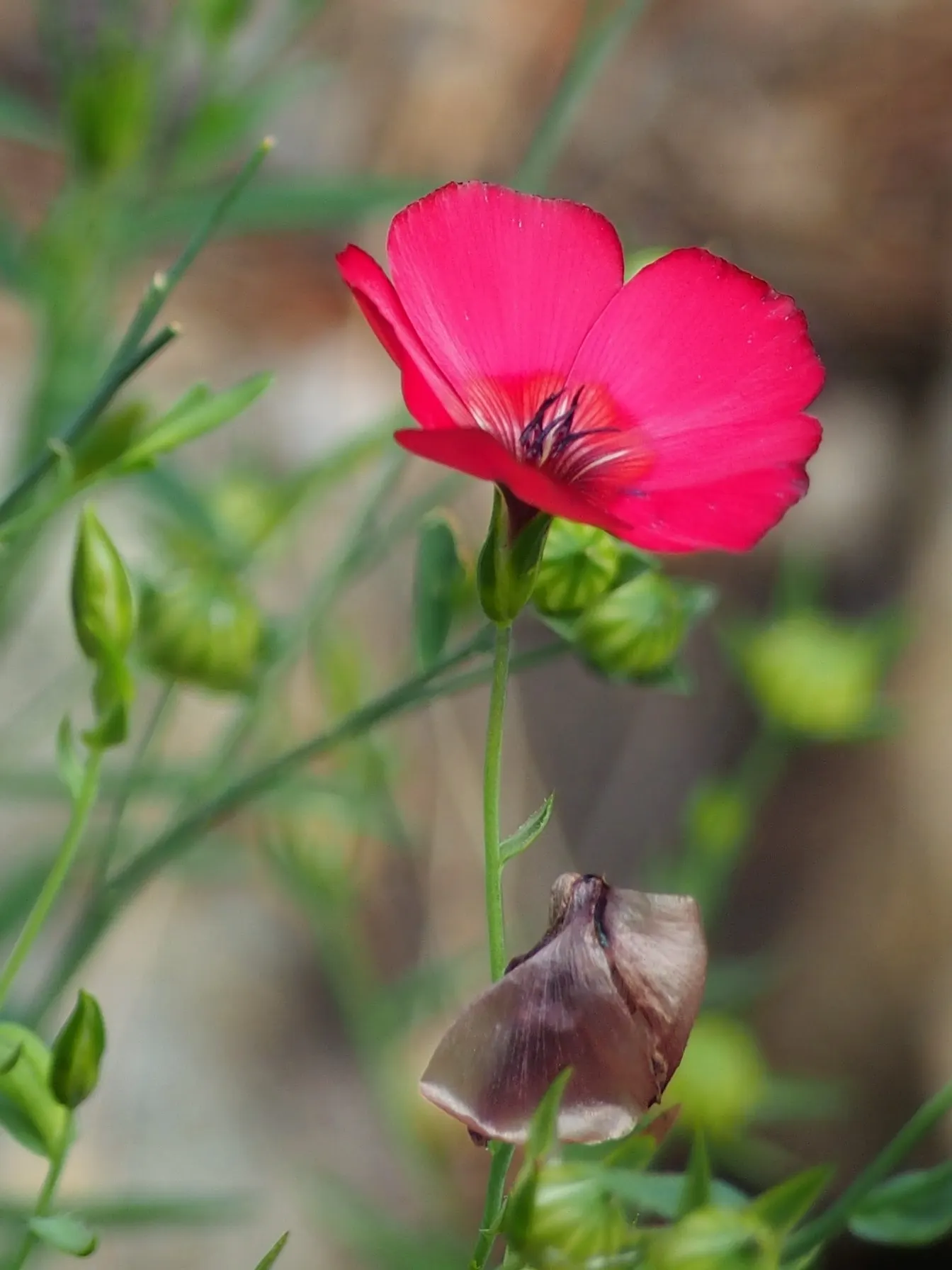 Red Flowering Flax (Linum Grandiflorum 'Rubrum') — slender stems and narrow leaves