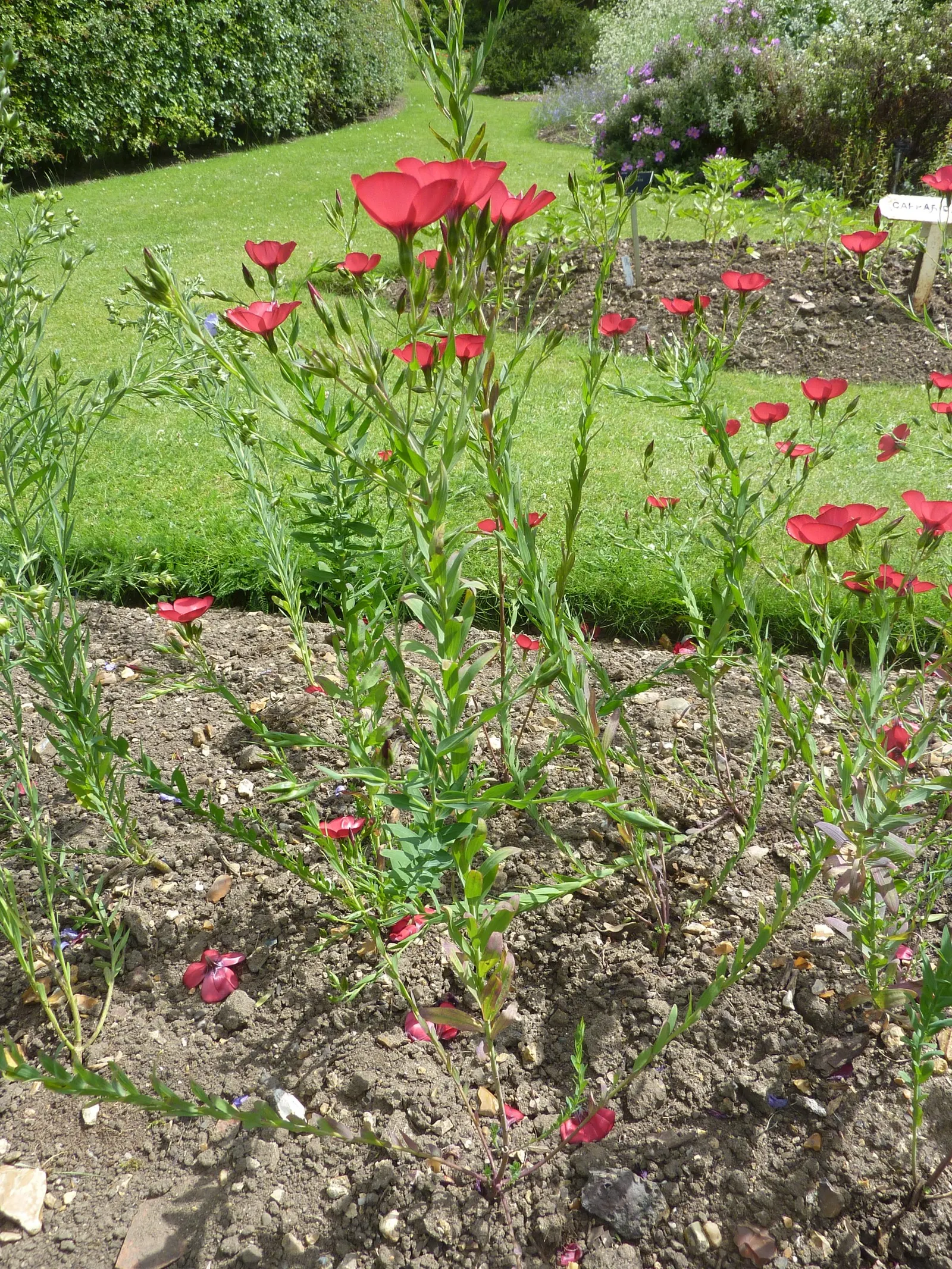 Red Flowering Flax (Linum Grandiflorum 'Rubrum') — crimson flowers that measure roughly 1 to 1.5 inches across