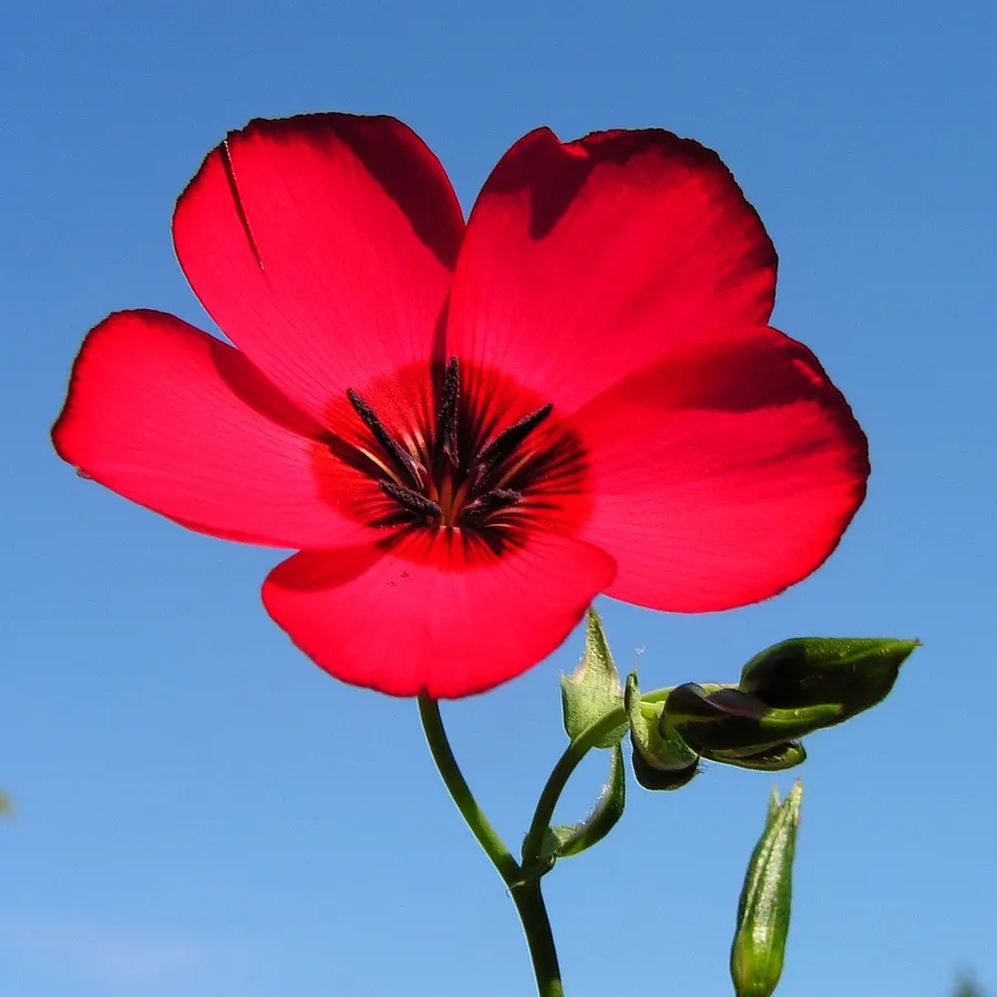 Red Flowering Flax (Linum Grandiflorum 'Rubrum') — red flowers in the garden