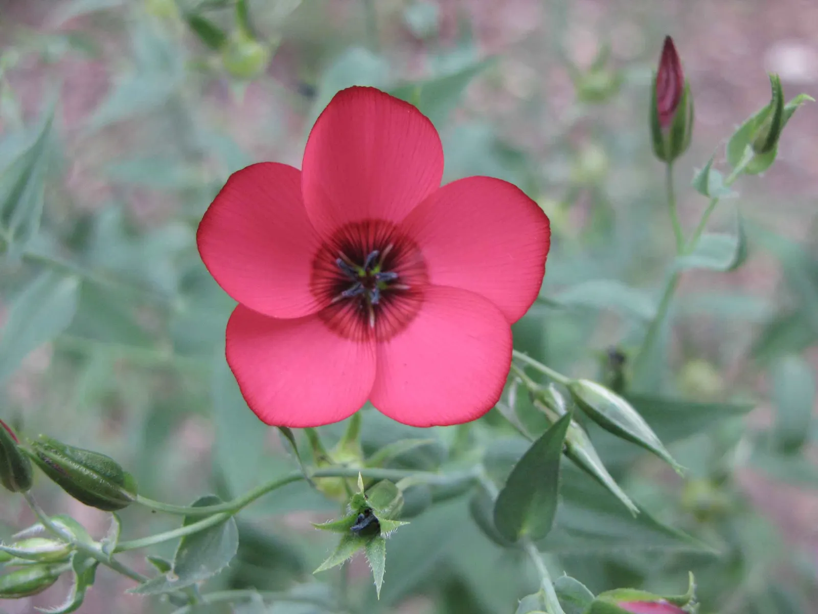 Red Flowering Flax (Linum Grandiflorum 'Rubrum') — It is drought-tolerant once established, requiring only occasional watering during extended dry periods