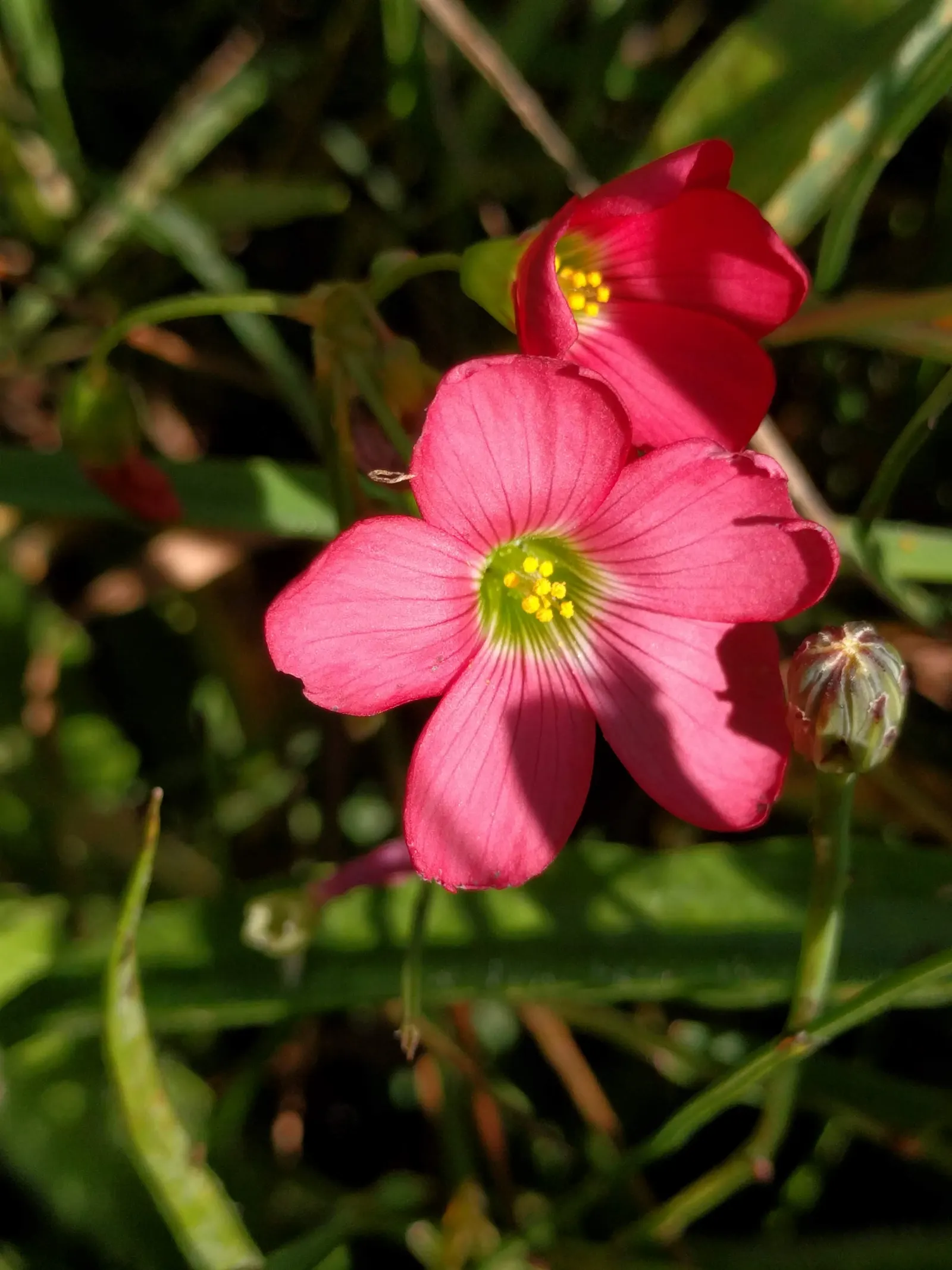 Red Flowering Flax (Linum Grandiflorum 'Rubrum') — Deadhead for prolonged flowering