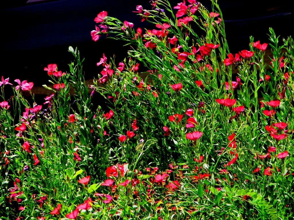 Red Flowering Flax (Linum Grandiflorum 'Rubrum') — Linum grandiflorum 'Rubrum' adds a brilliant note to gardens