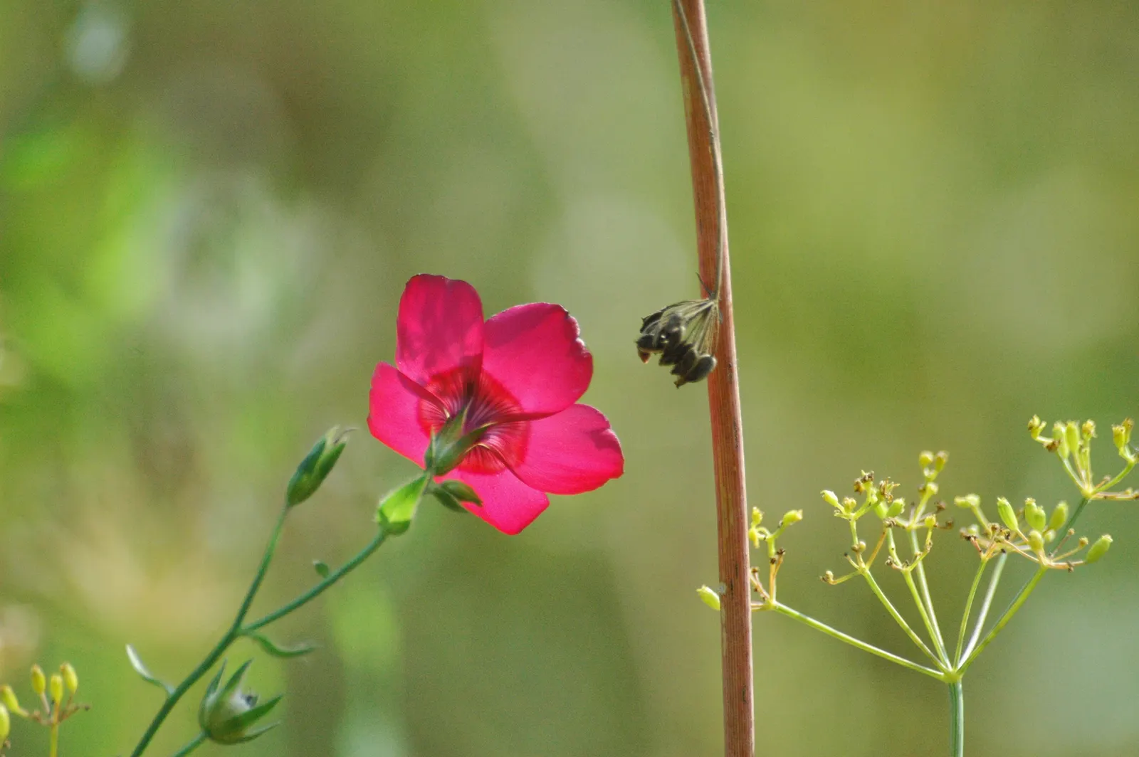 Red Flowering Flax (Linum Grandiflorum 'Rubrum') — is a captivating annual that brings a burst of vibrant hues to any landscape design; adding a, image 56