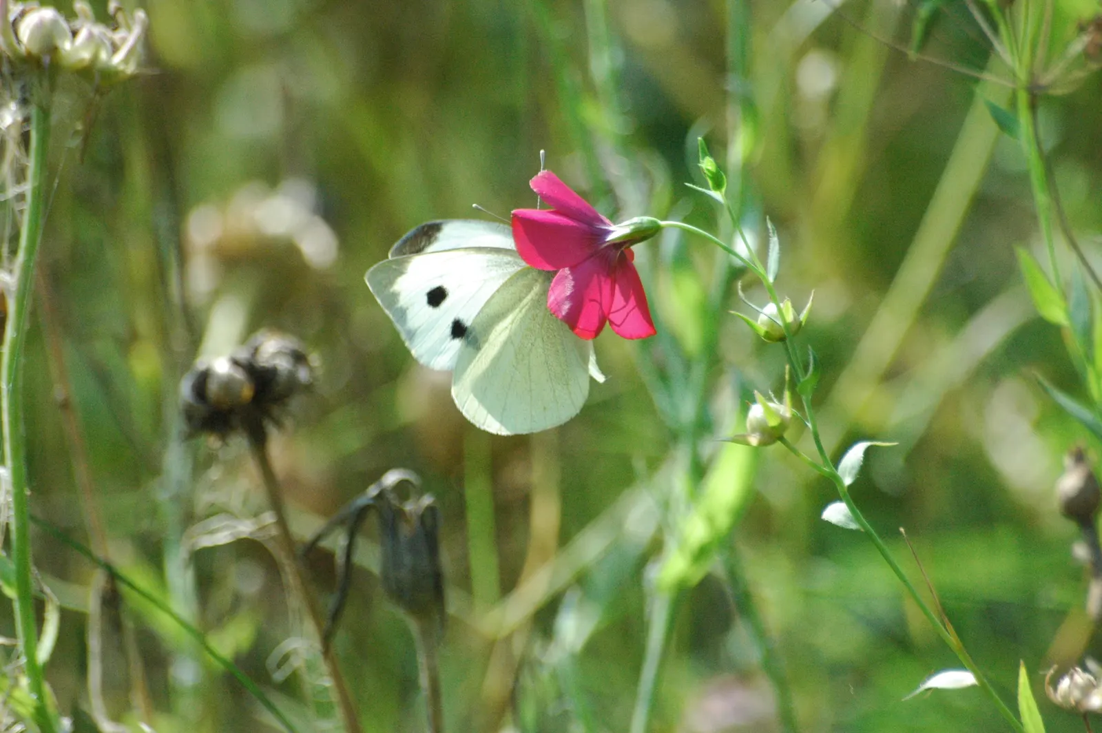 Red Flowering Flax (Linum Grandiflorum 'Rubrum') — displaying its resilience in varied climatic conditions.<br><br>Further benefitting landscape, image 37