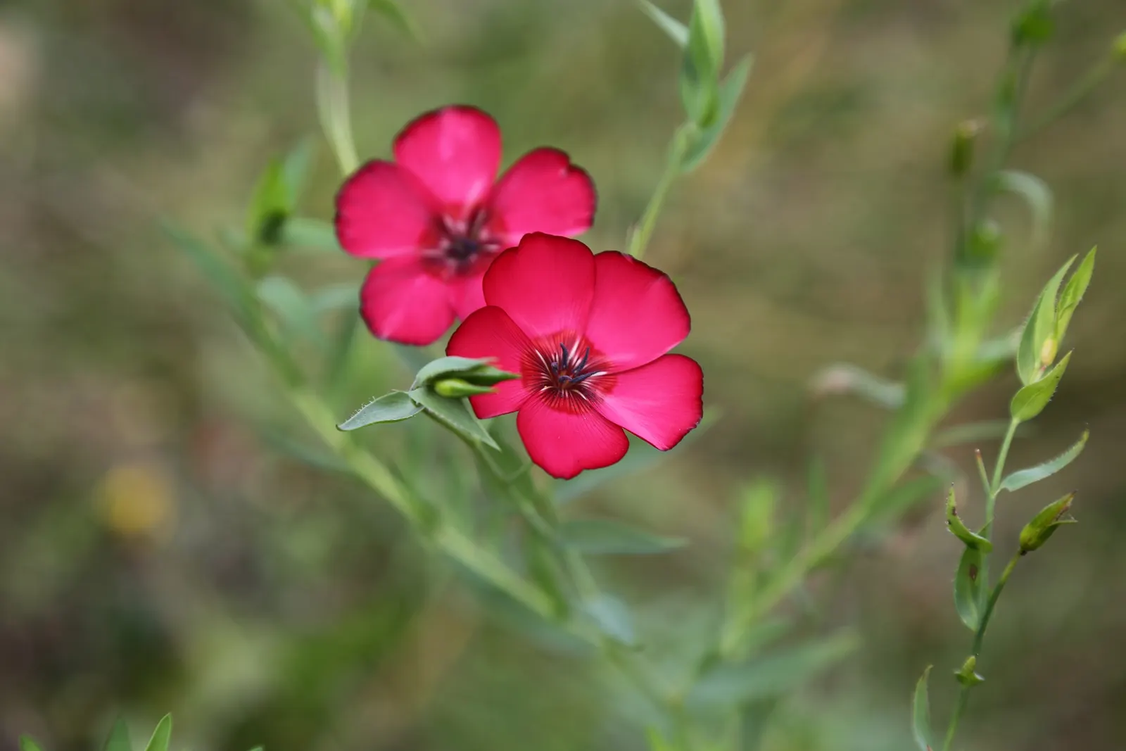 Red Flowering Flax (Linum Grandiflorum 'Rubrum') — marrying aesthetic appeal with ecological benefits