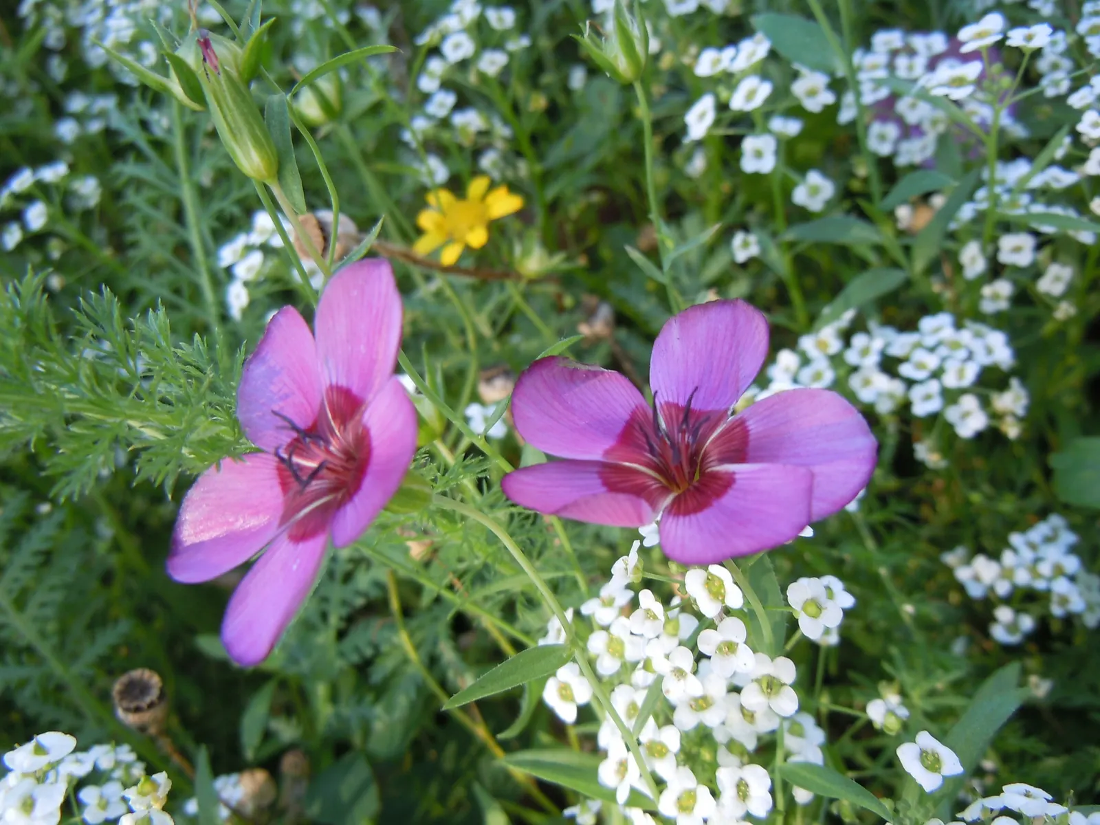 Red Flowering Flax (Linum Grandiflorum 'Rubrum') — It is drought-tolerant once established, requiring only occasional watering during extended dry, image 39