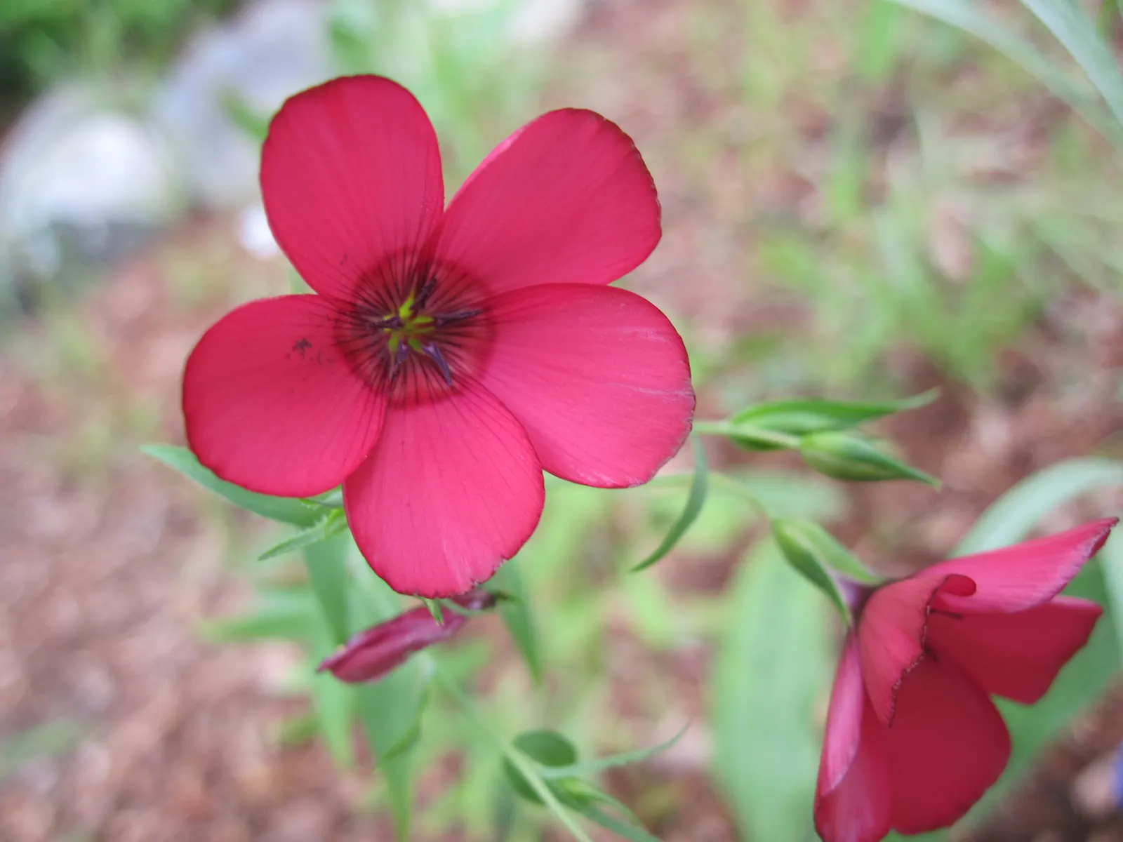 Red Flowering Flax (Linum Grandiflorum 'Rubrum') — slender stems and narrow leaves; or as an eye-catching element within a mixed bed