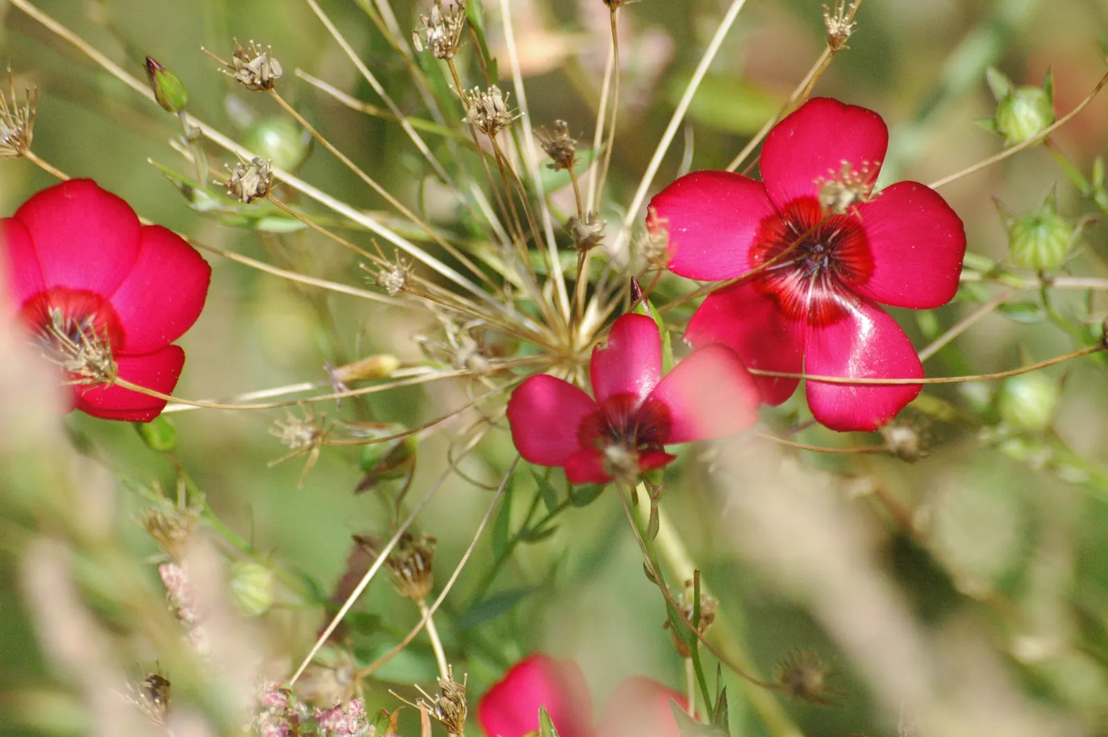 Red Flowering Flax (Linum Grandiflorum 'Rubrum') — it reaches up to 18 inches in height and 10 inches in width