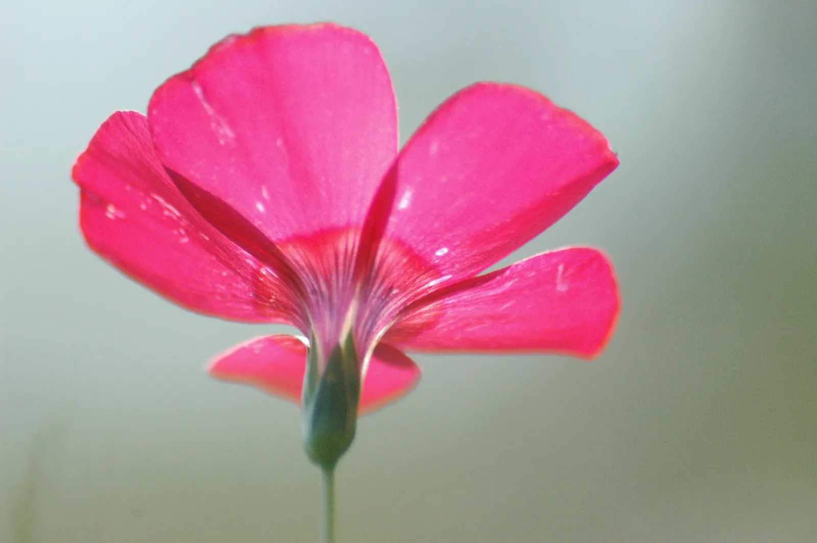 Red Flowering Flax (Linum Grandiflorum 'Rubrum') — making it an ideal choice for borders