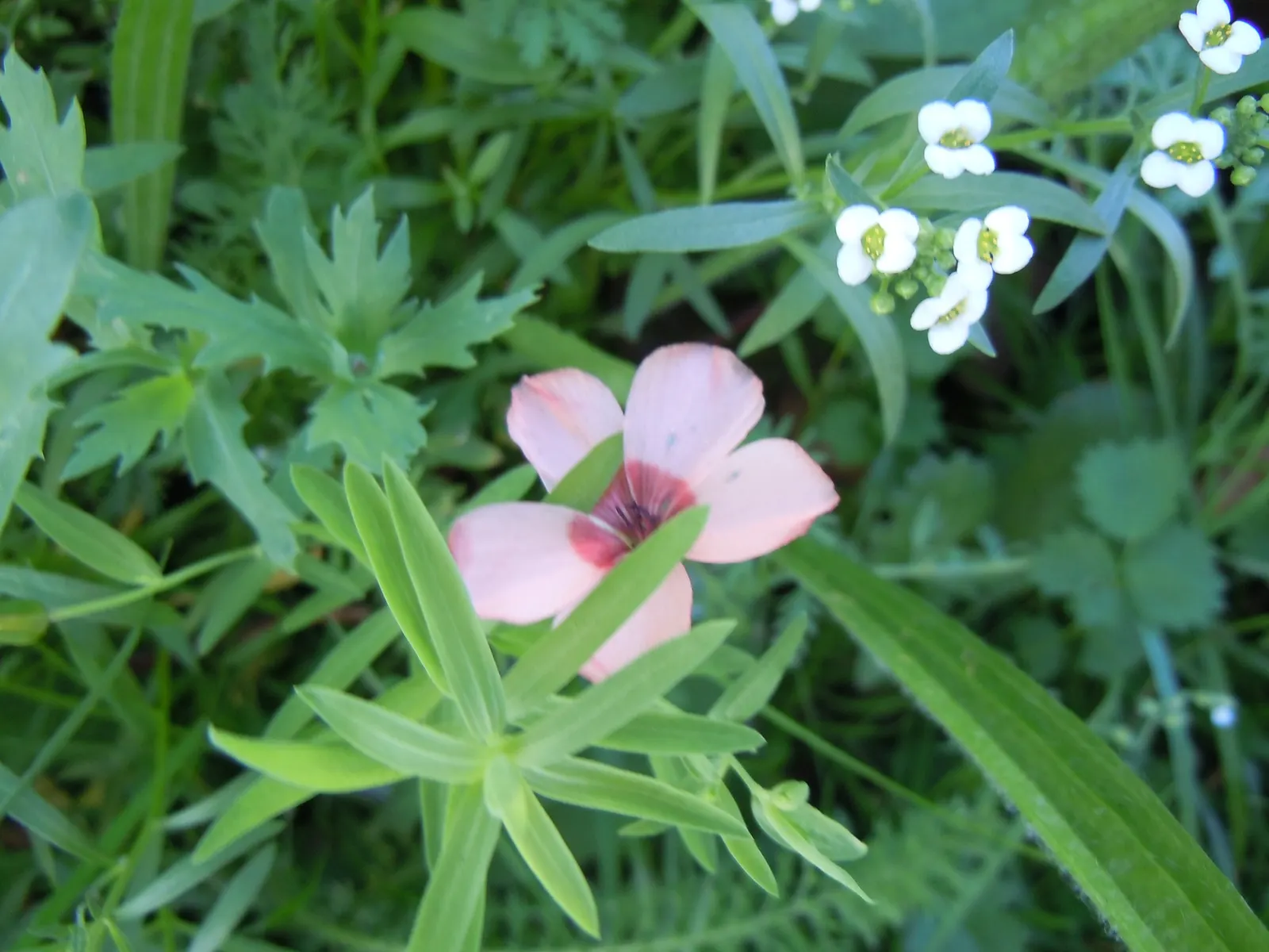 Red Flowering Flax (Linum Grandiflorum 'Rubrum') — or as an eye-catching element within a mixed bed