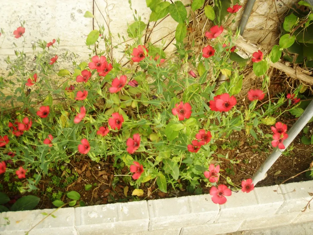 Red Flowering Flax (Linum Grandiflorum 'Rubrum') — This drought-tolerant flax thrives in full sun and well-drained soil; the Red Flowering Flax (Linum