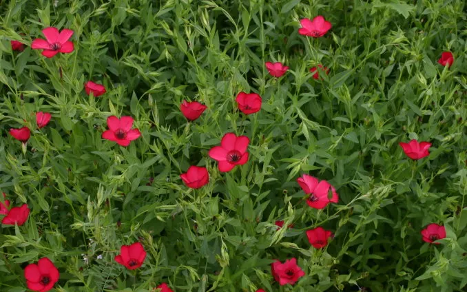 Red Flowering Flax (Linum Grandiflorum 'Rubrum') — the Red Flowering Flax is a boon - it beckons bees and butterflies to the garden; it reaches up to 18 inches