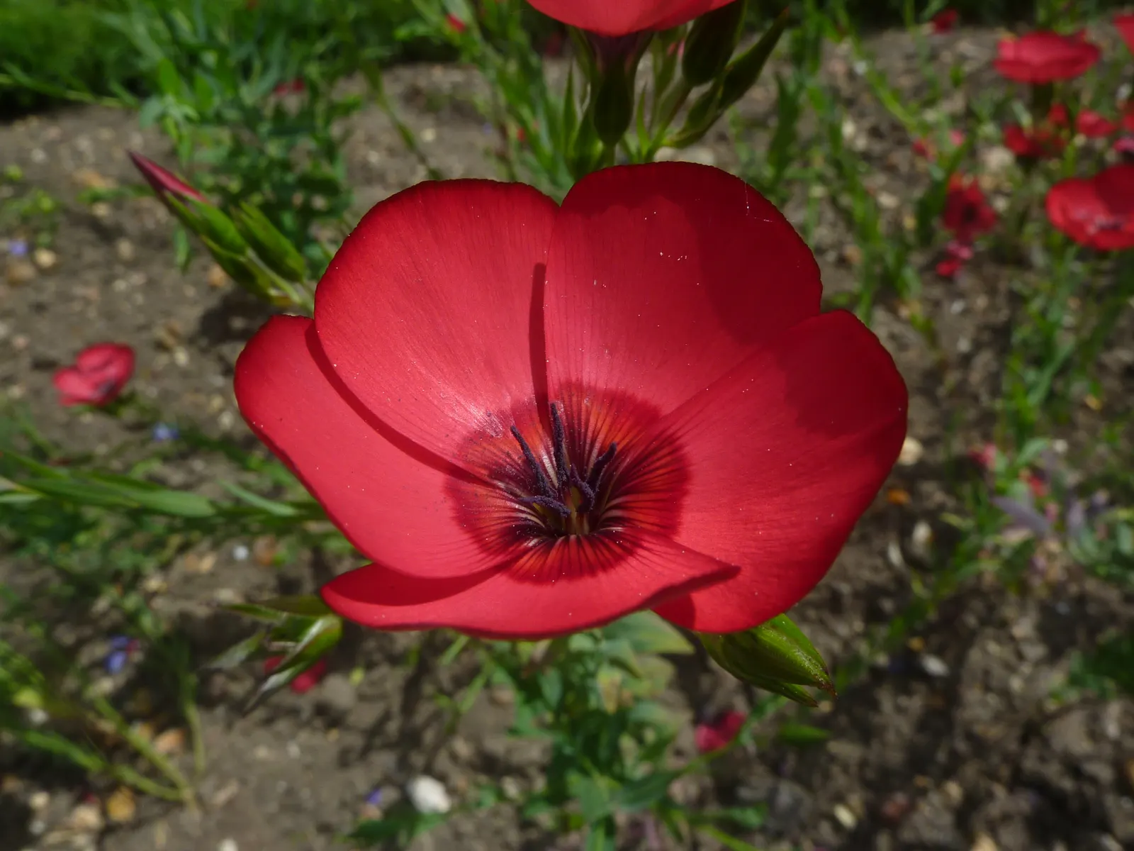 Red Flowering Flax (Linum Grandiflorum 'Rubrum') — scientifically named Linum grandiflorum 'Rubrum'