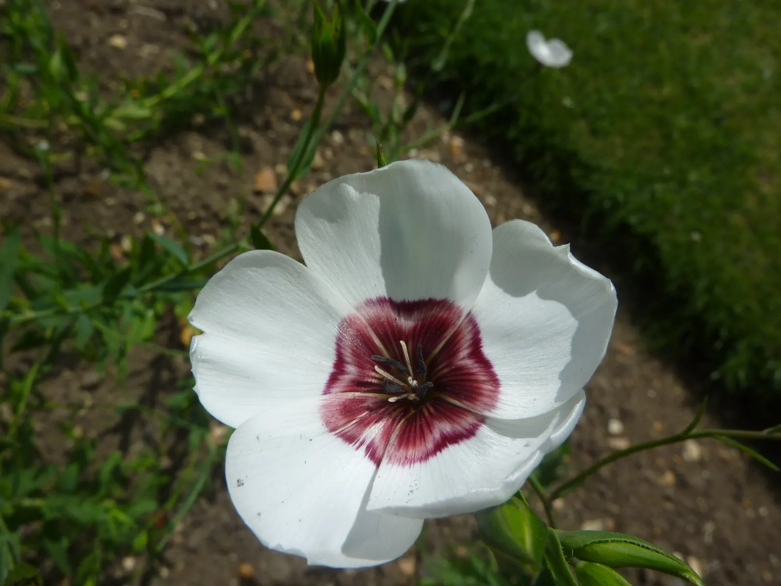 Red Flowering Flax (Linum Grandiflorum 'Rubrum') — displaying its resilience in varied climatic conditions.<br><br>Further benefitting landscape designers