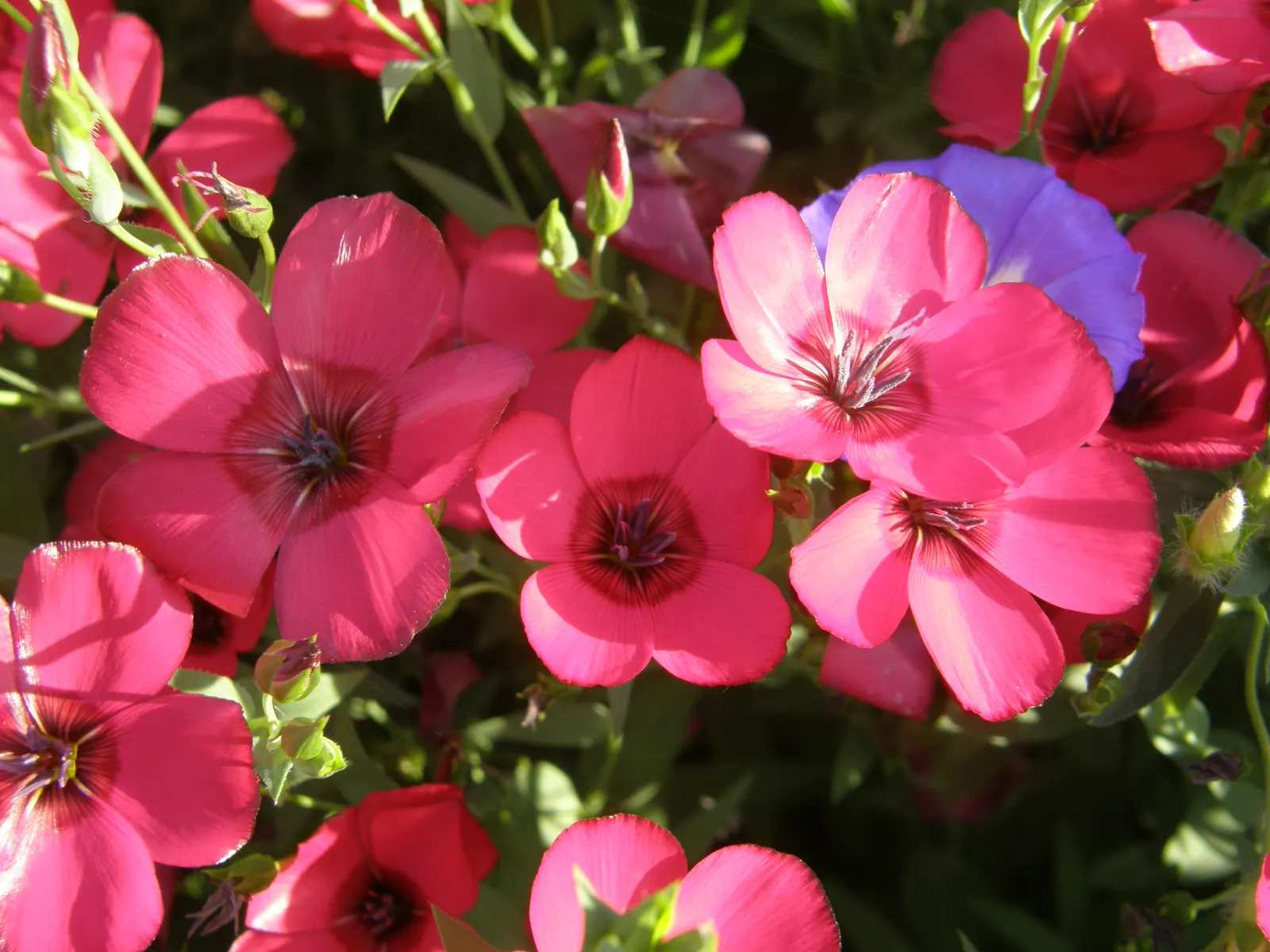Red Flowering Flax (Linum Grandiflorum 'Rubrum') — enhancing the eco-friendliness of the space; making it an ideal choice for borders