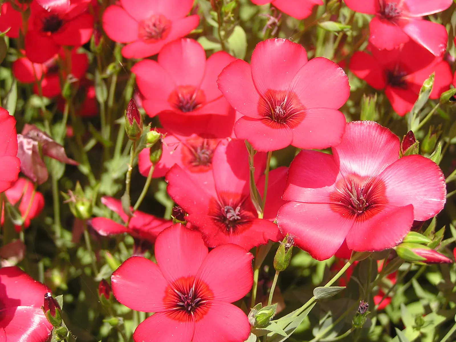 Red Flowering Flax (Linum Grandiflorum 'Rubrum') — allowing the radiant blooms to stand out spectacularly.<br><br>For clients eager to attract pollinators