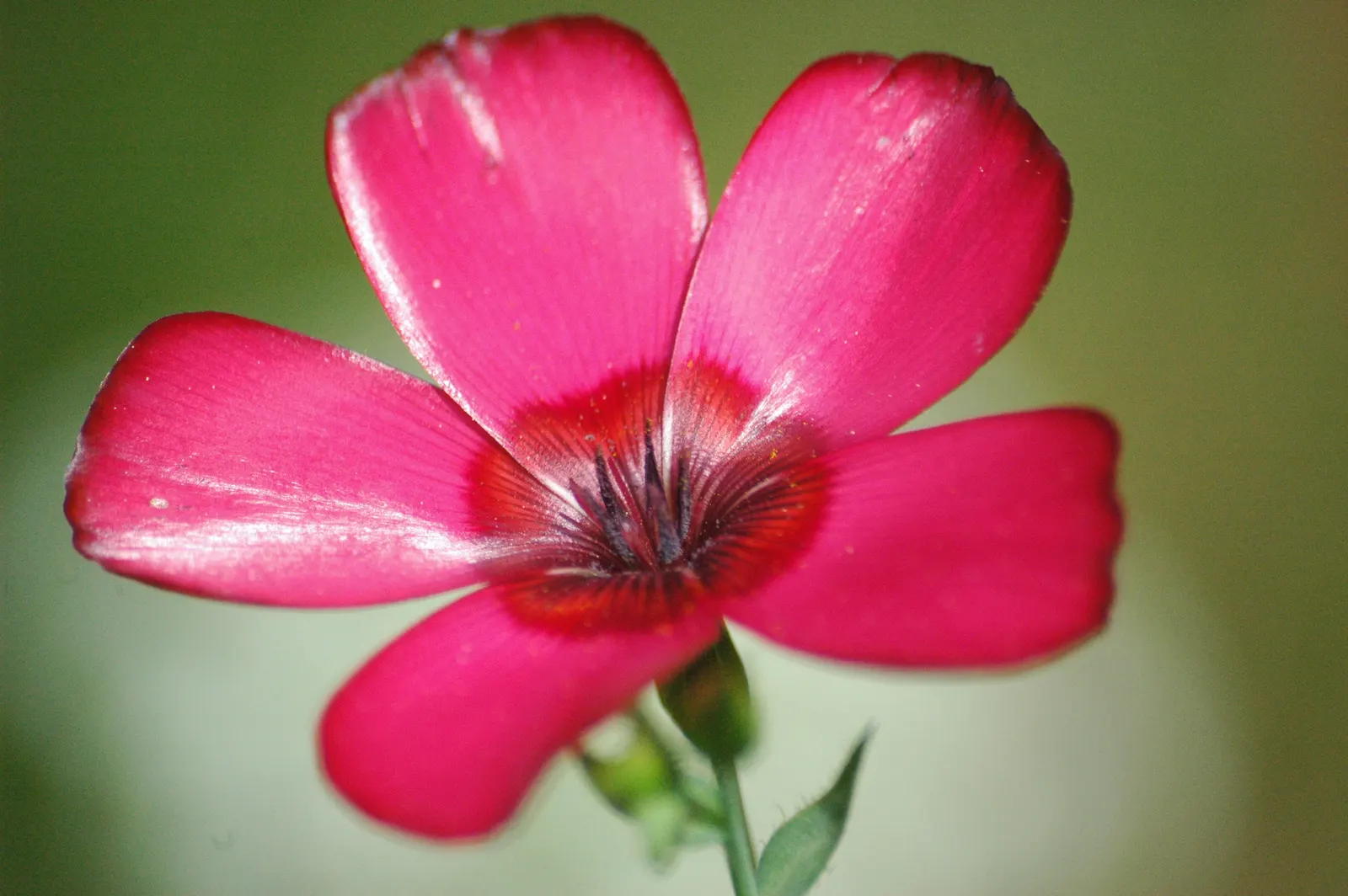 Red Flowering Flax (Linum Grandiflorum 'Rubrum') — Linum grandiflorum 'Rubrum' adds a brilliant note to gardens; allowing the radiant blooms to stand out