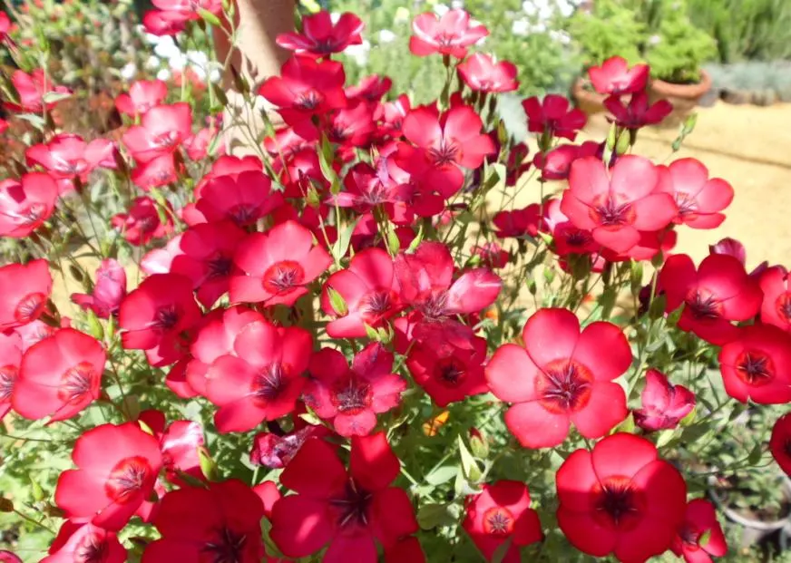 Red Flowering Flax (Linum Grandiflorum 'Rubrum') — The Red Flowering Flax (Linum grandiflorum 'Rubrum') is a striking annual, boasting vibrant, image 25
