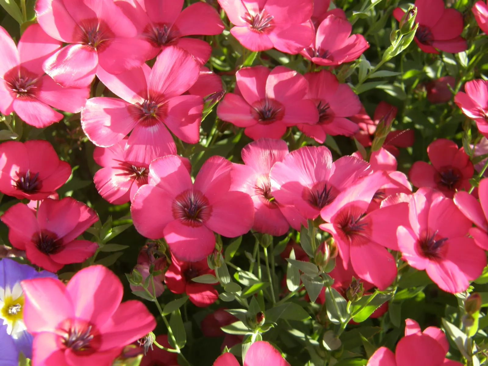 Red Flowering Flax (Linum Grandiflorum 'Rubrum') — annual with red blooms; this flax variety demands minimal maintenance