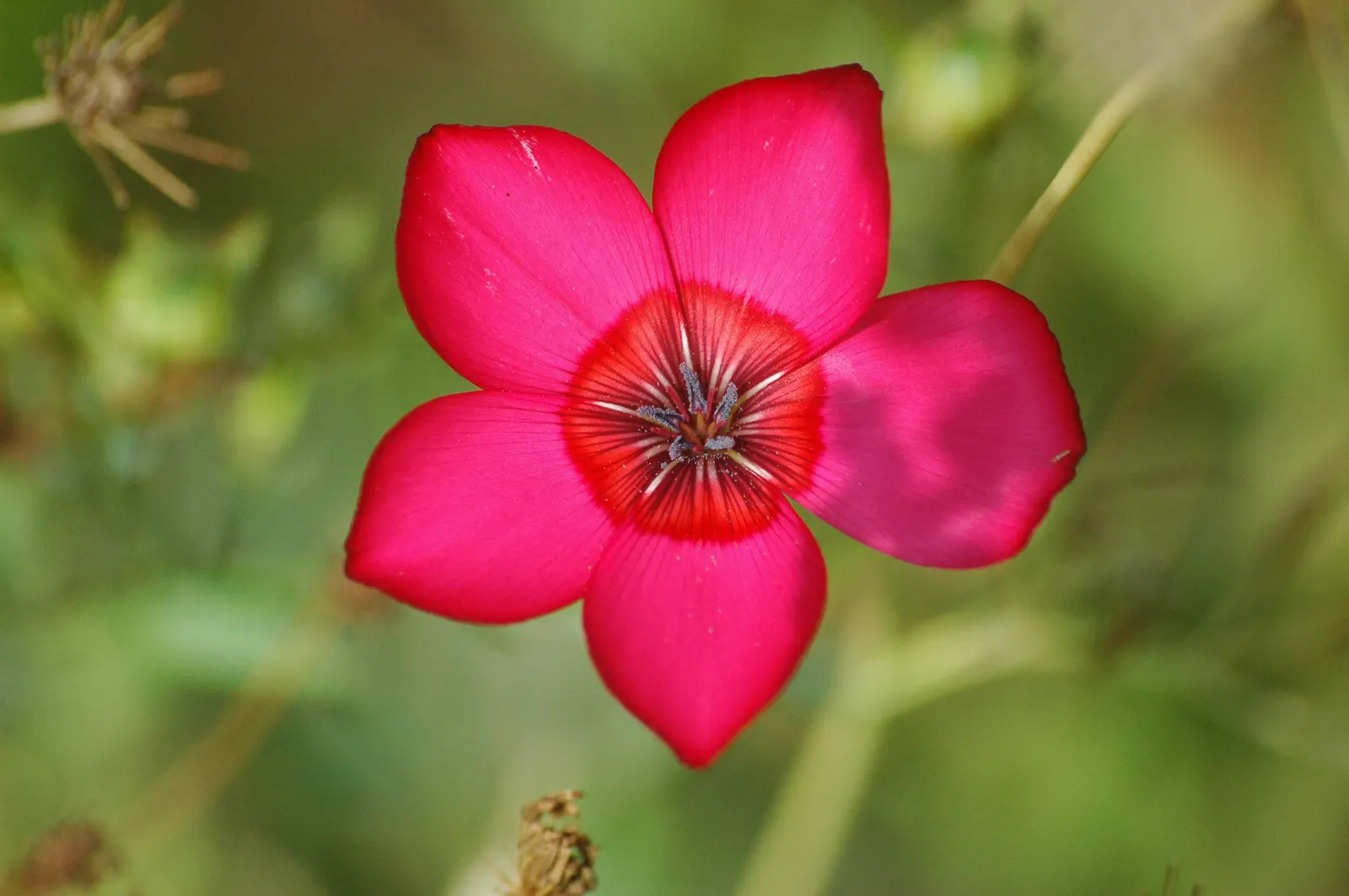 Red Flowering Flax (Linum Grandiflorum 'Rubrum') — or as an eye-catching element within a mixed bed; slender stems and narrow leaves